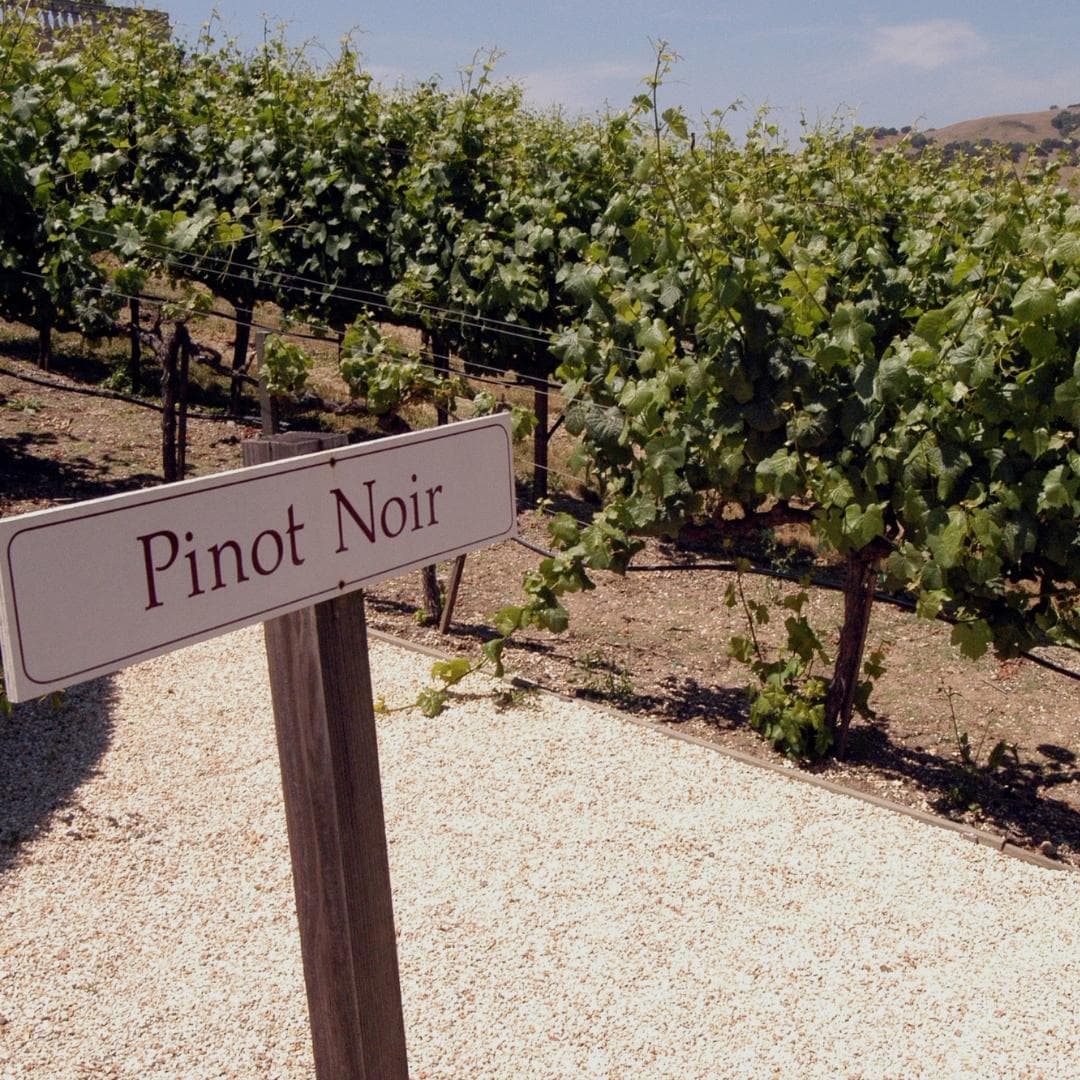 Pinot Noir